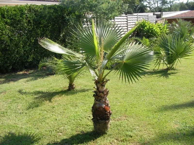washingtonia