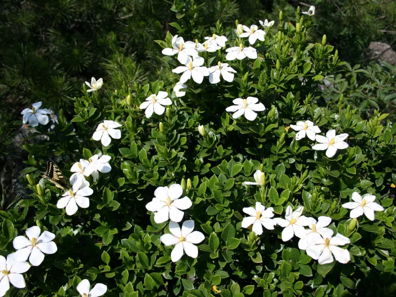 pianta di gardenia