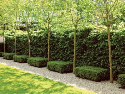 siepi da giardino