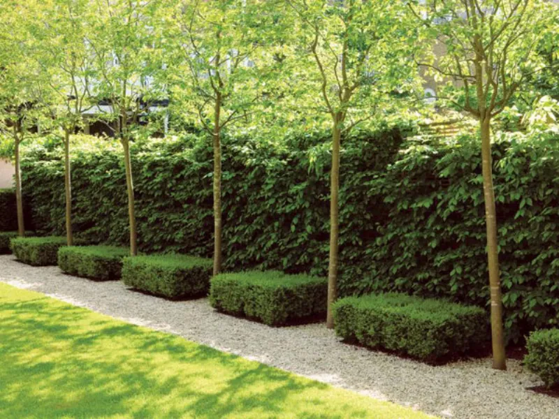 siepi da giardino