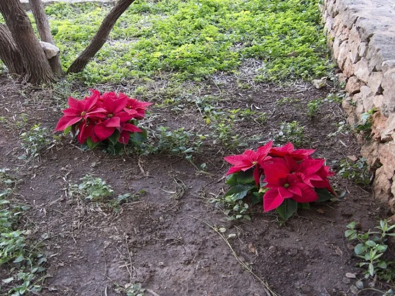 Il trapianto della stella di Natale direttamente nel terreno ne favorisce il benessere