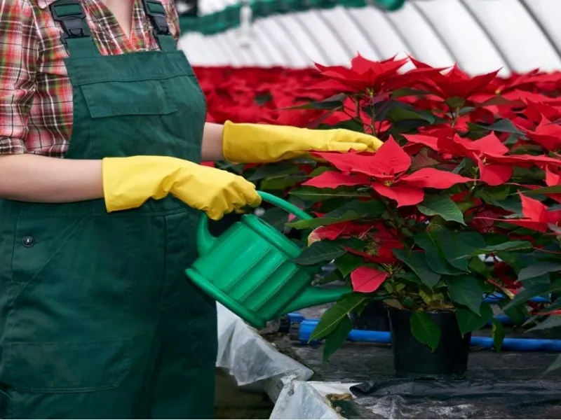 Annaffiature curate e moderate sono fondamentali per il benessere della stella di Natale