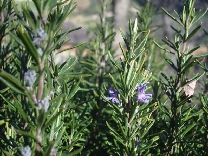 Pianta di rosmarino